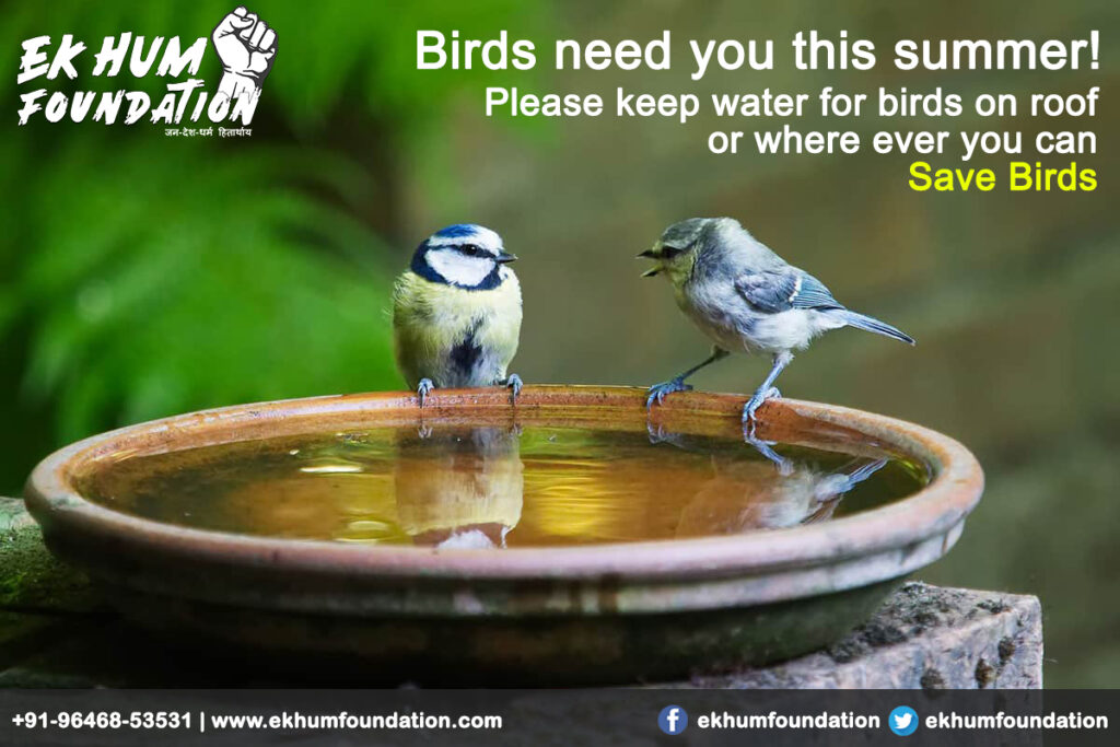 Save Birds